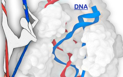 CRISPR Simulation Points to Improved DNA Editing, Gene Therapy