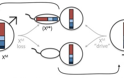 Bridges & Bridges-2 Power Discovery of Two-X-Chromosome Male Voles