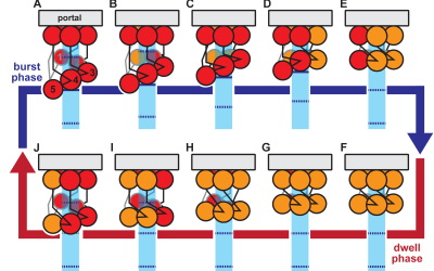 Anton 2 Simulations Explain Mechanism for Loading DNA into Virus