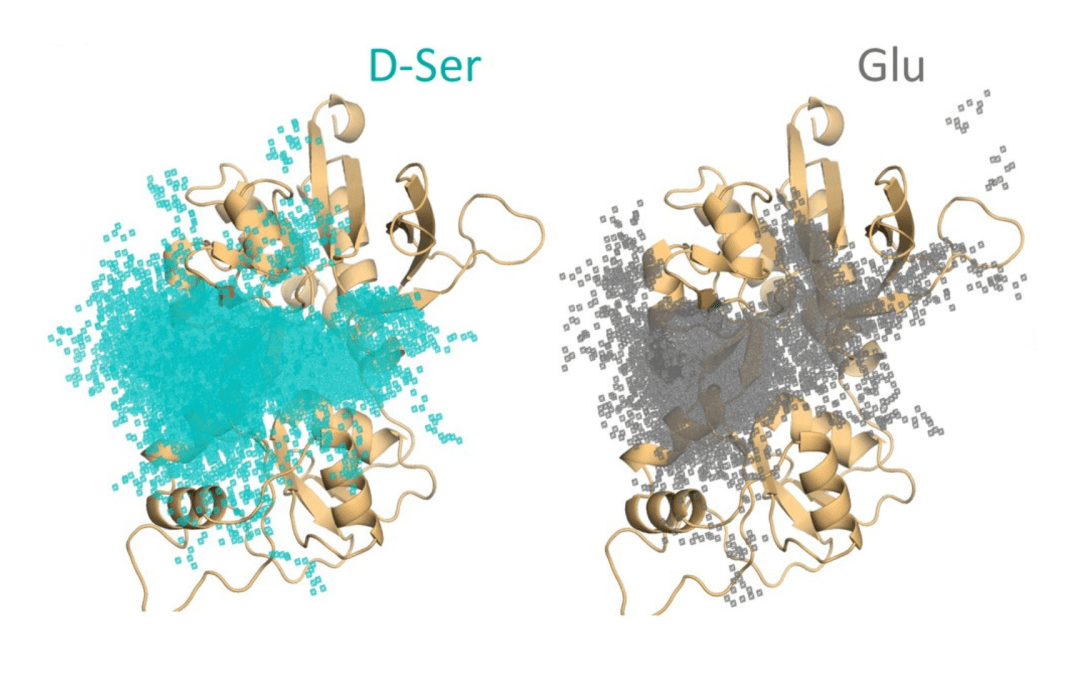 Anton 2 Simulations Reveal Unexpected Role for Brain Neurotransmitter