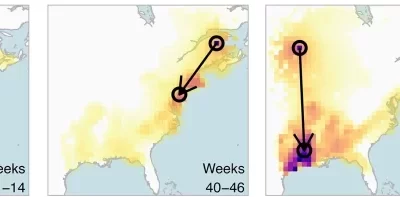 BirdFlow AI “Connects the Dots” in Massive, Volunteer Database to Track Migratory Birds