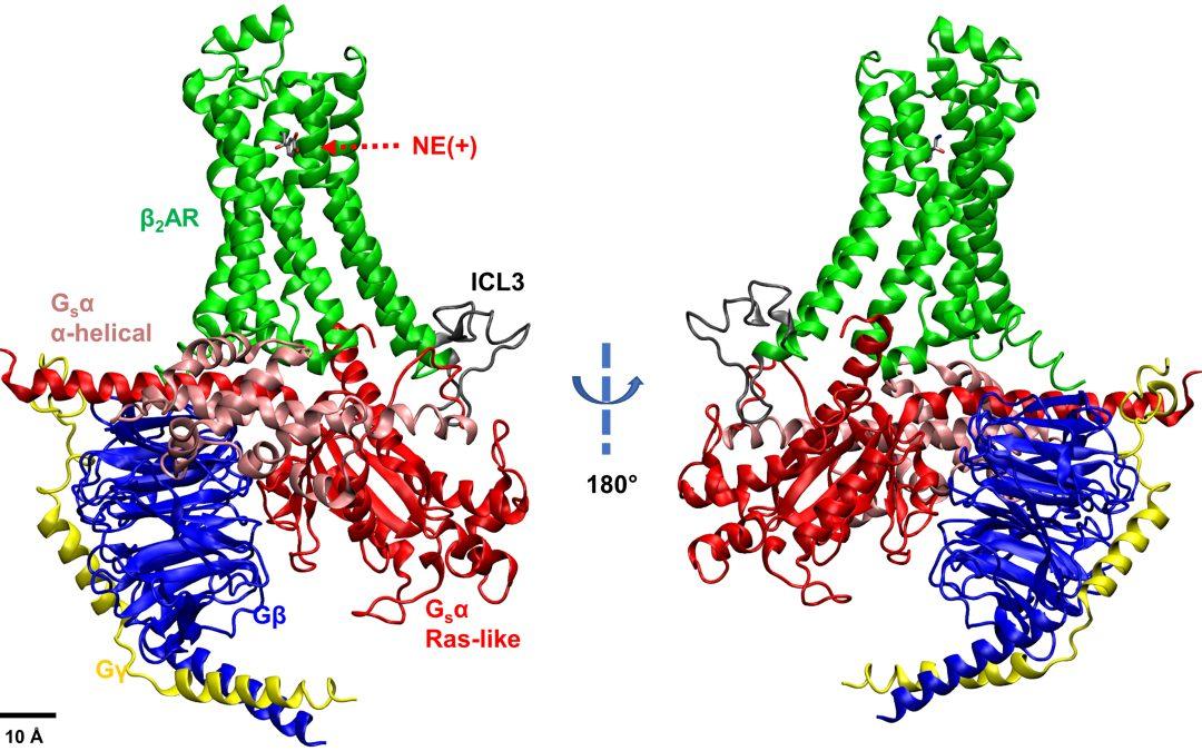 “Invisible” Protein Movements Revealed by Anton 2 Simulations