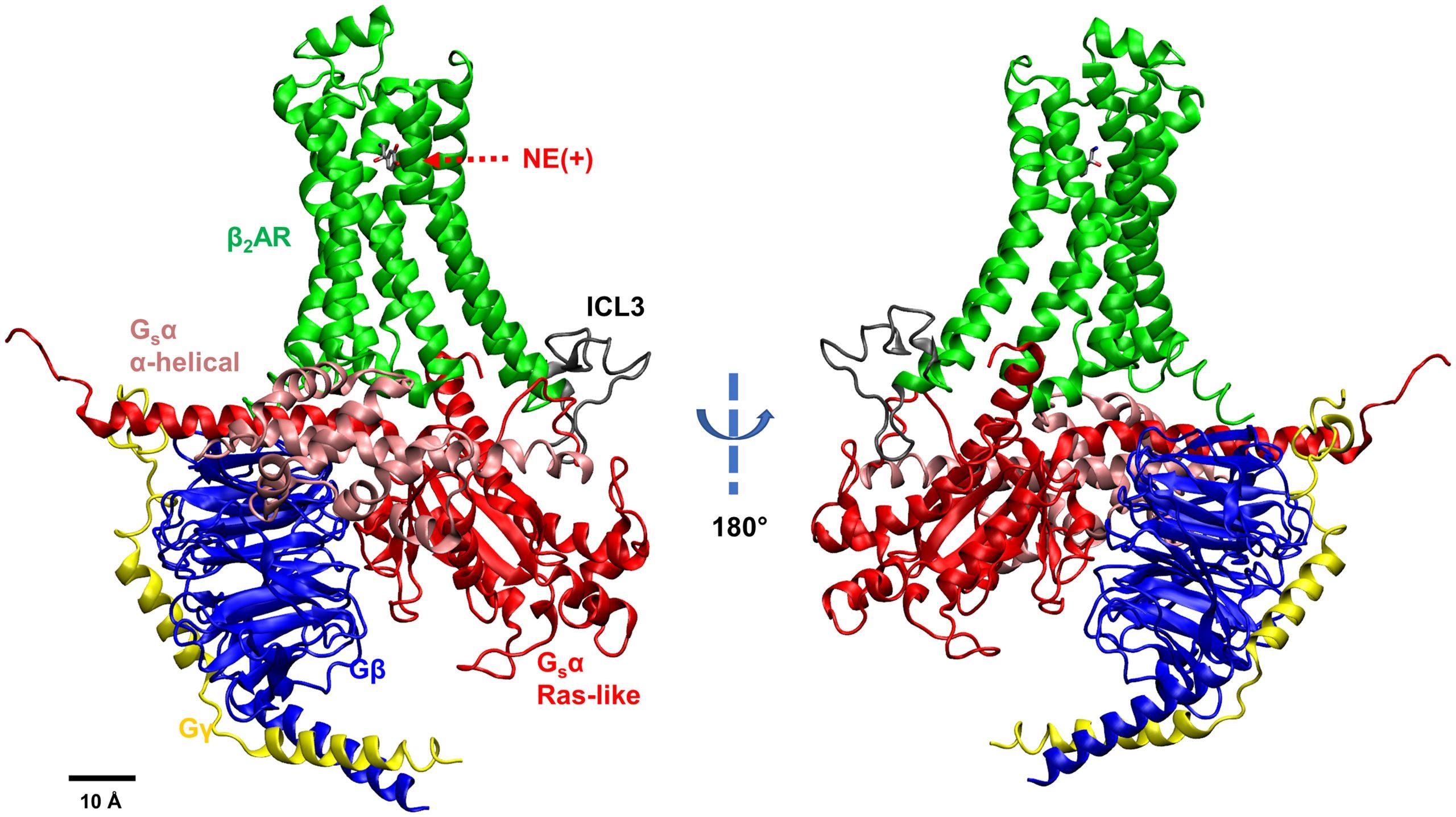 NE(+)-bound β2AR coupled with Gs protein. Different subunits and loops are illustrated by different colors.