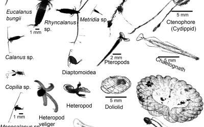 Oregon State Scientists Use Bridges-2 to Survey Plankton Populations