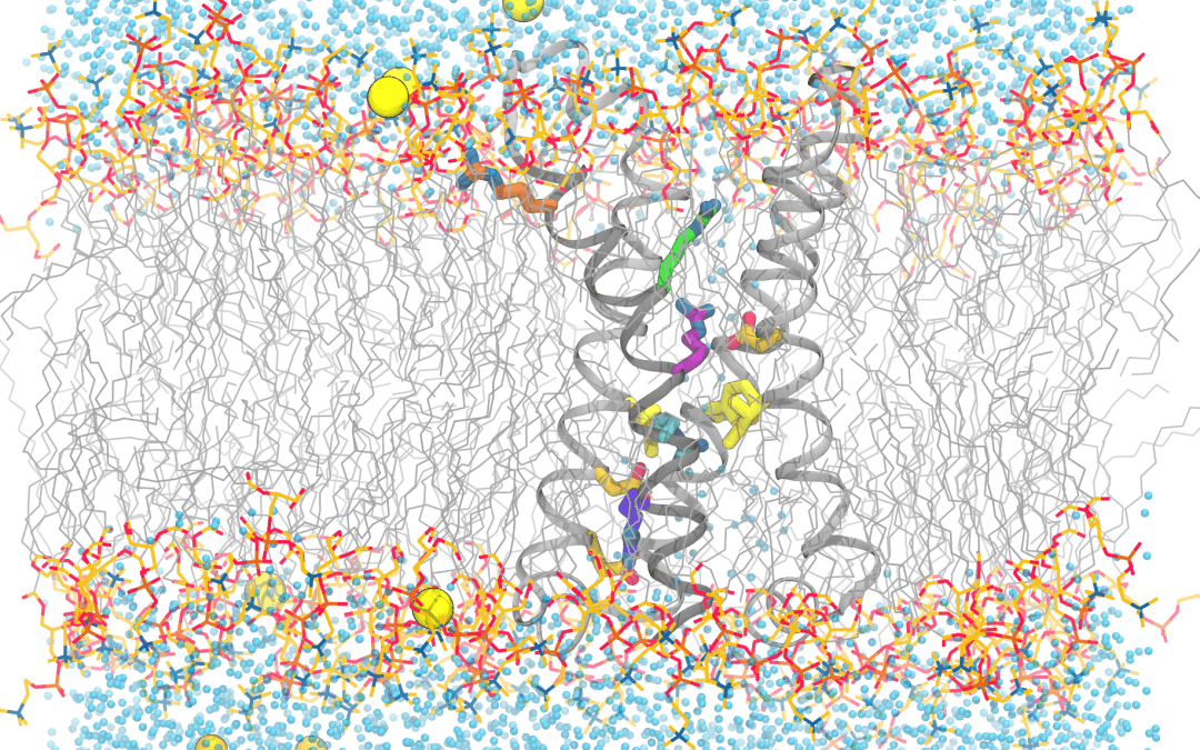 Voltage-sensing Protein Moves in Unexpected Ways in Anton Simulations