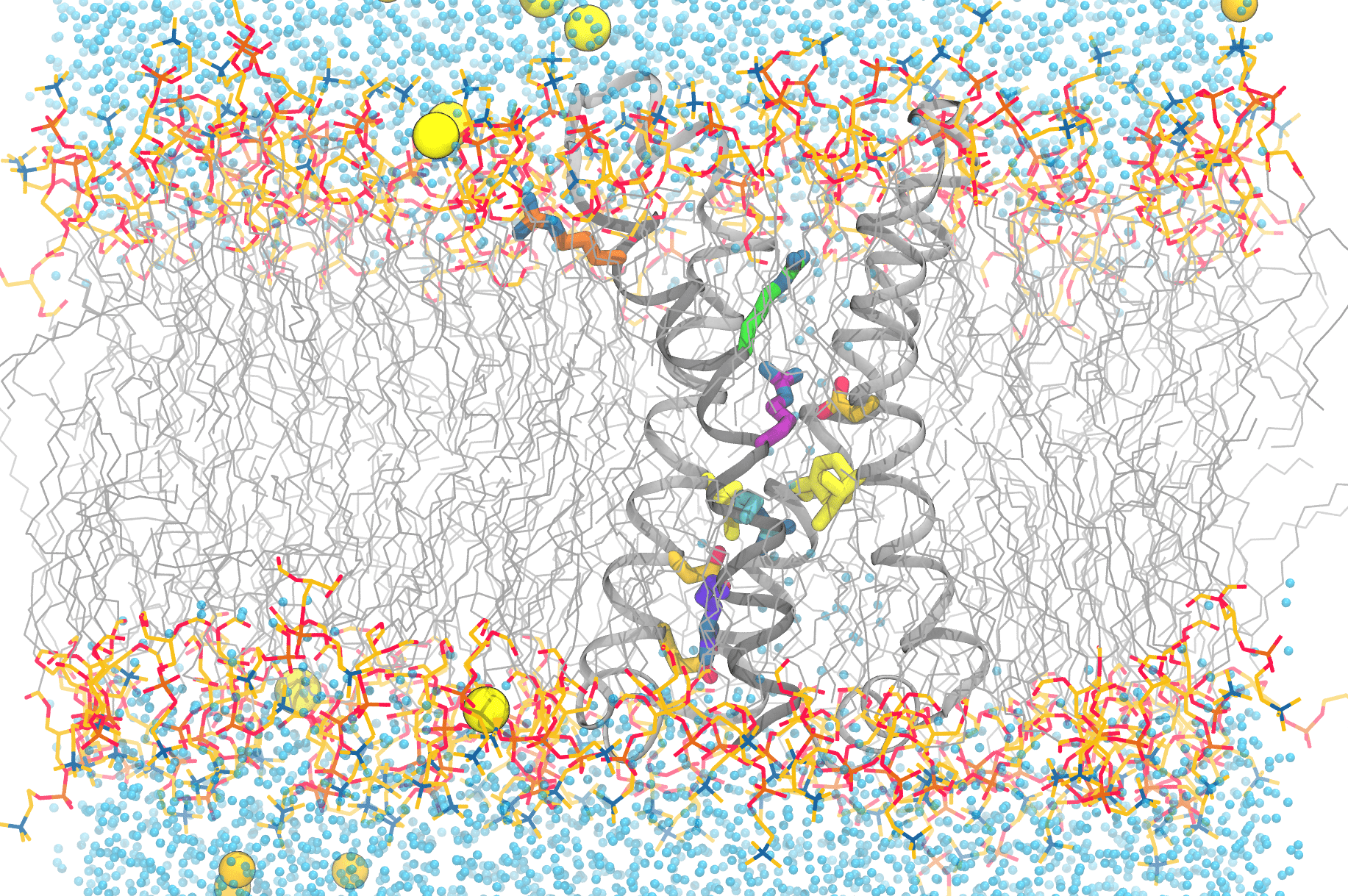 In this computer-generated image, lipids are shown as grey spirals, their headgroups are shown as brightly colored oblong structures. These are sandwiched between layers of water molecules shown as blue dots. Amongst the water is a smattering of ions, which are shown as yellow and orange spheres.