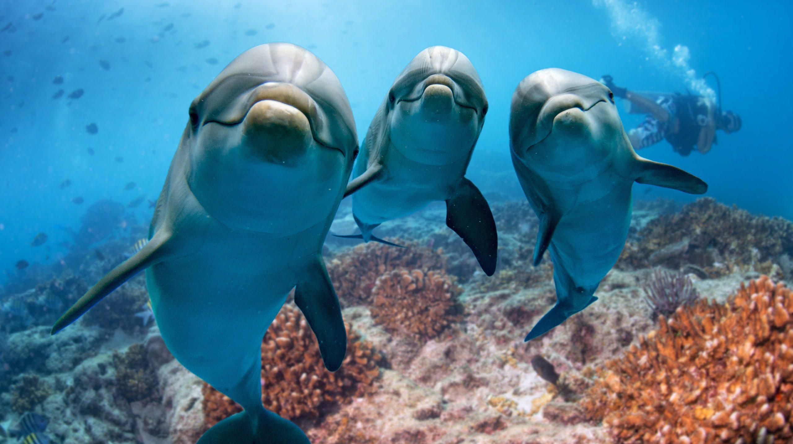 Three dolphins look inquisitively at the camera. Behind them is a coral reef, a diver, and rays of sunshine. 