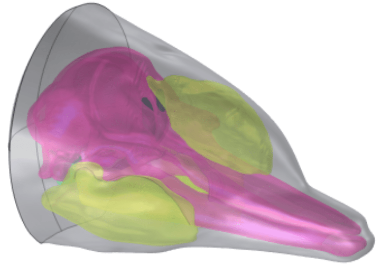 A 3D model of the head of a bottlenose dolphin. 