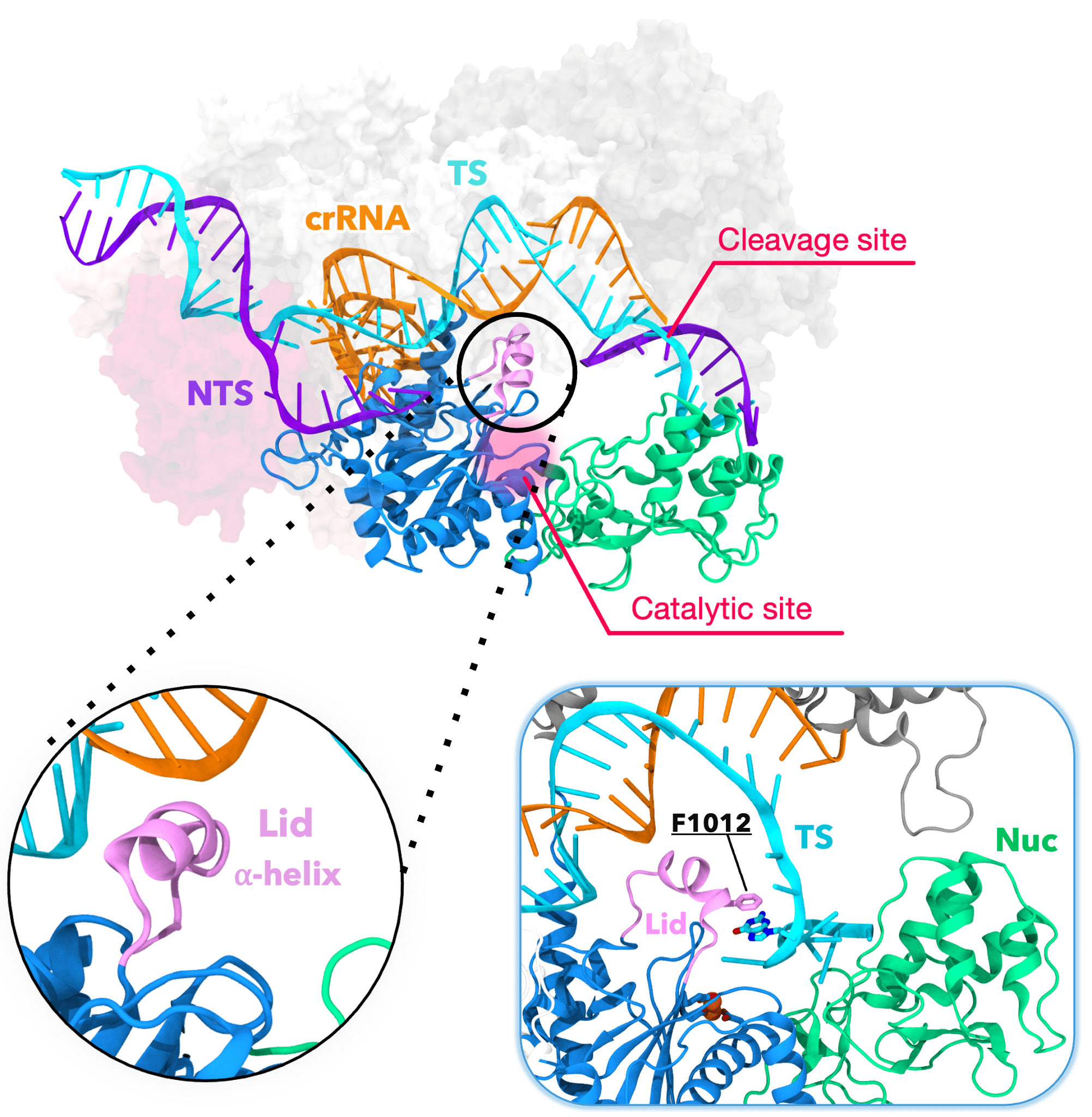 A 3D representation of DNA cleavage, shown as a splitting helix, surrounded by irregular, squiggly protein shapes. 