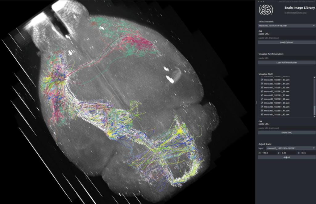 A scan of a mouse's brain on the BIL data viewer.