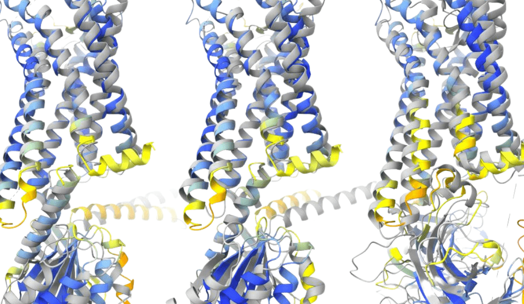 Anton Studies Reveal Blood Vessel Response to Mechanical Force