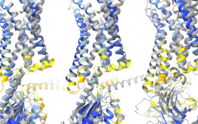 Anton Studies Reveal Blood Vessel Response to Mechanical Force