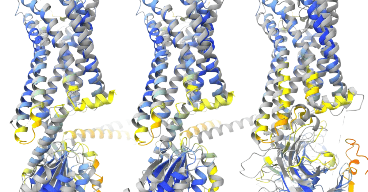 Models  of  the  AT1  receptor show as bundles of corkscrew shapes. 