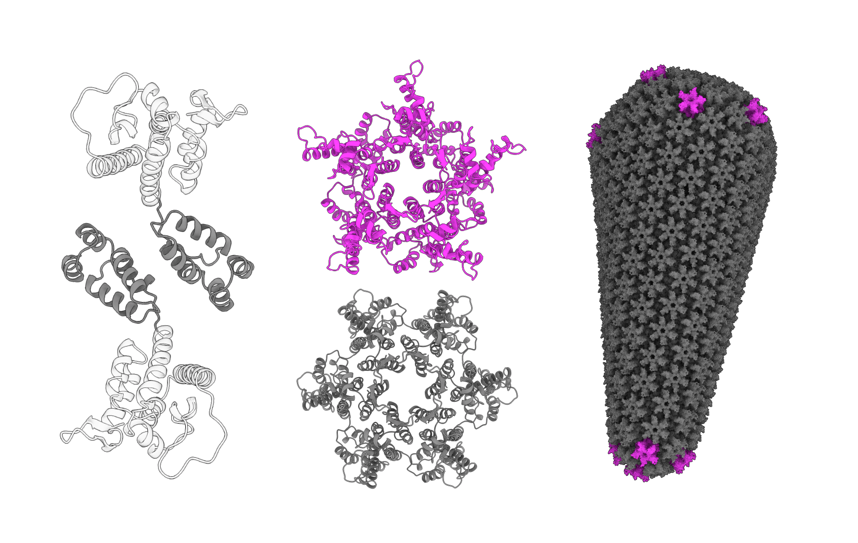 The HIV-1 capsid protein C-terminal domain (CA-CTD) dimer. The capsid is made up of repeating units of the self-assembling CA. Dimerization of CA through the CTD holds the capsid together and connects adjacent hexameric (gray) and pentameric (magenta) subunits. The CA-CTD dimer is shown in gray ribbon representation and the CA-NTD is in white ribbon representation. The fully assembled capsid(15) consists of a hexameric lattice, with exactly 12 pentameric subunits which allow for closure of the ovoid