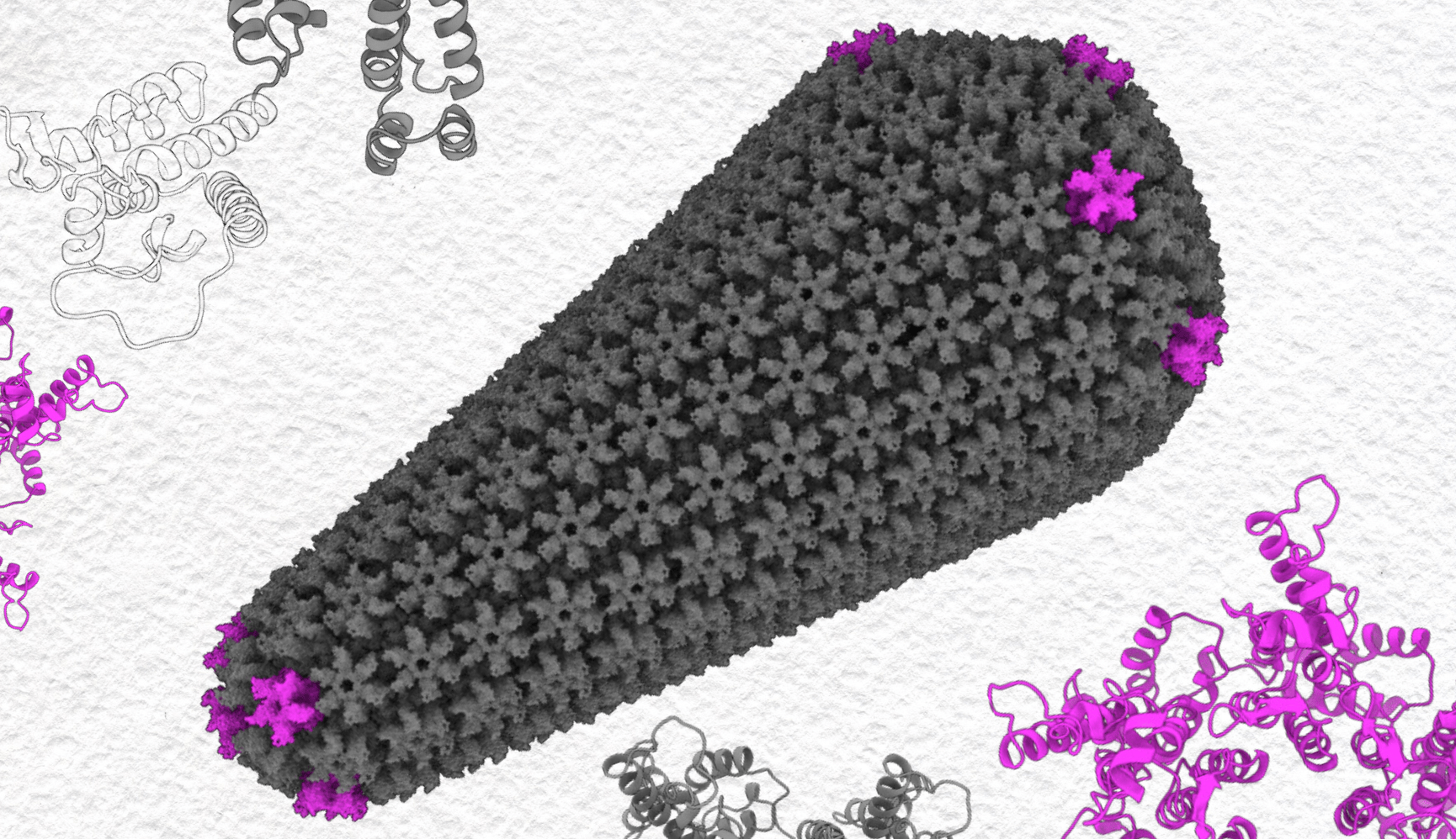 HIV-1 proteins shown in ribbon and capsid form.